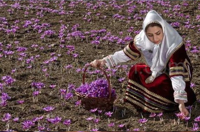 خرید زعفران تربت حیدریه بدون واسطه
