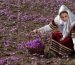 خرید زعفران تربت حیدریه بدون واسطه